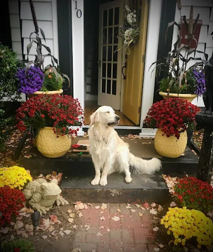 Bailey the golden retriever at the studio's flower-lined front door