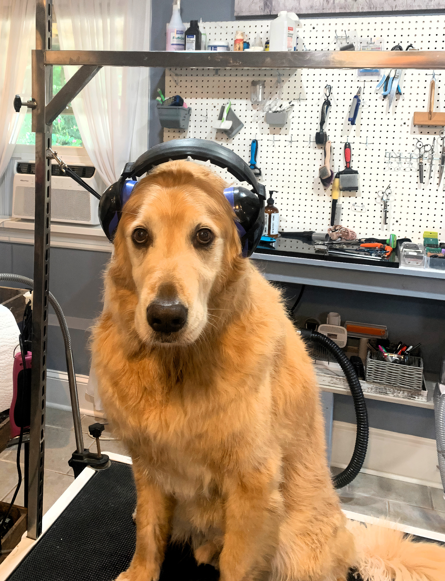 Calm golden retriever wearing protective ear muffs during grooming