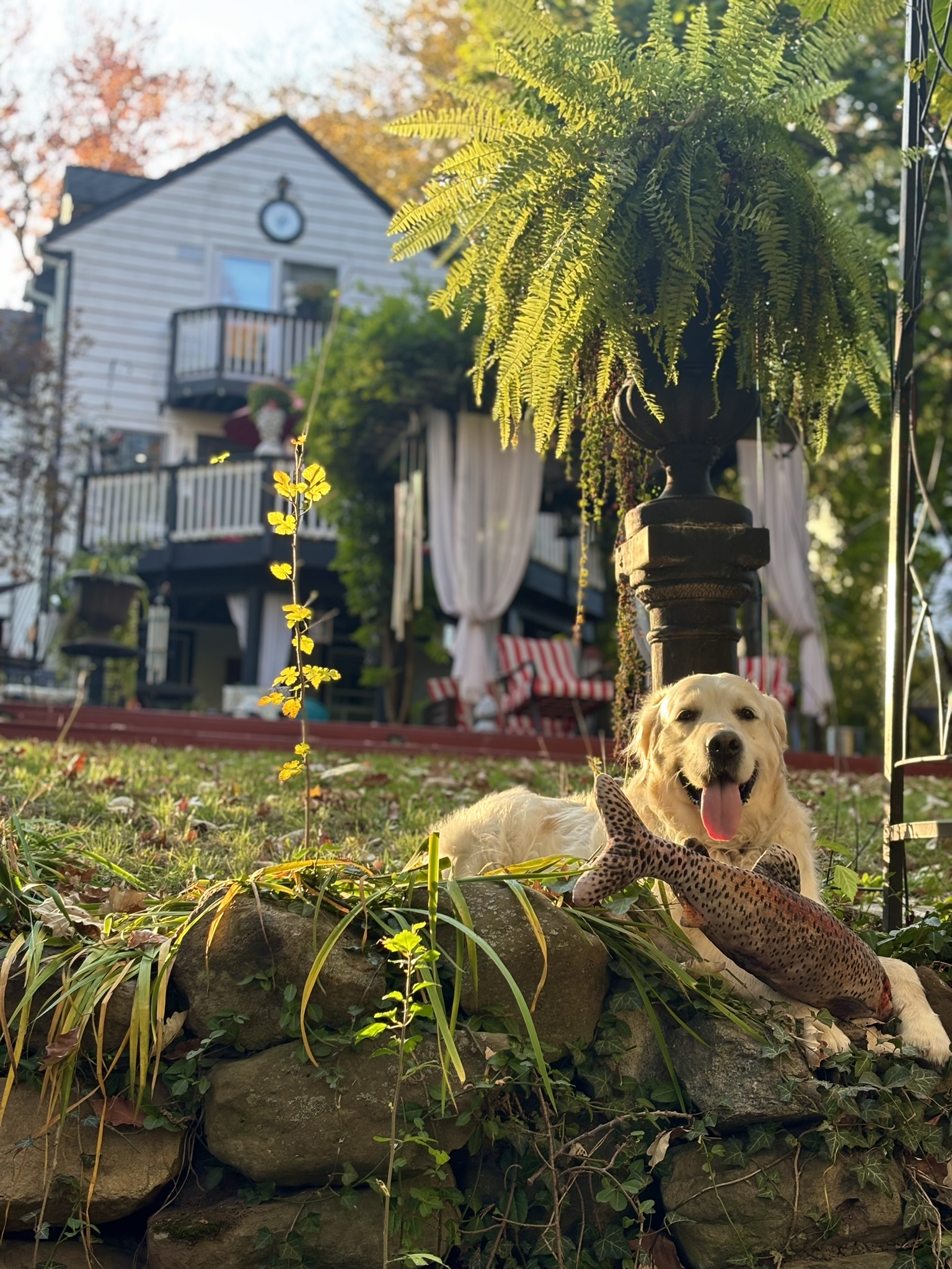 Bailey relaxing in the fenced backyard
