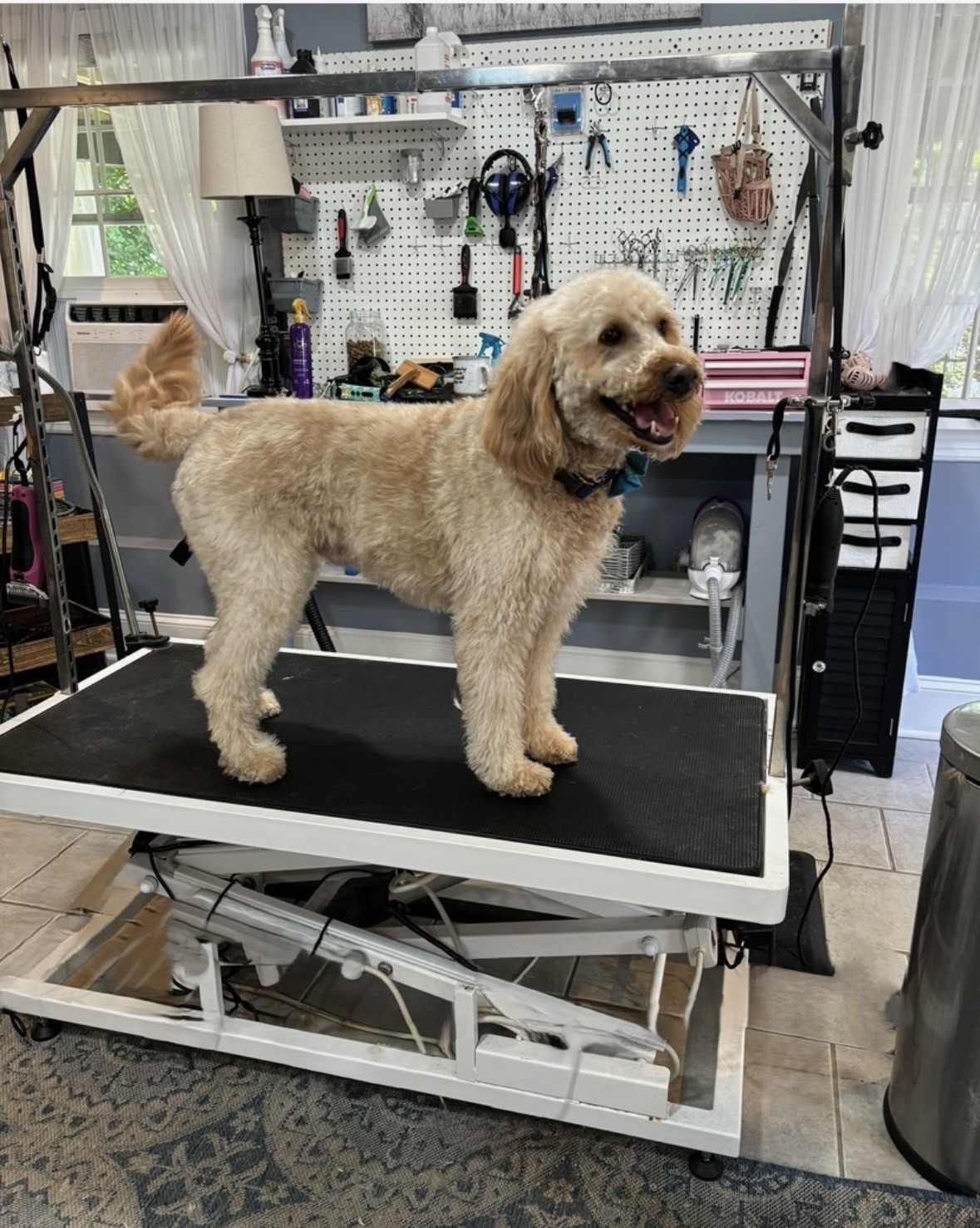 Cute Labradoodle posing on the Ketsie's grooming table