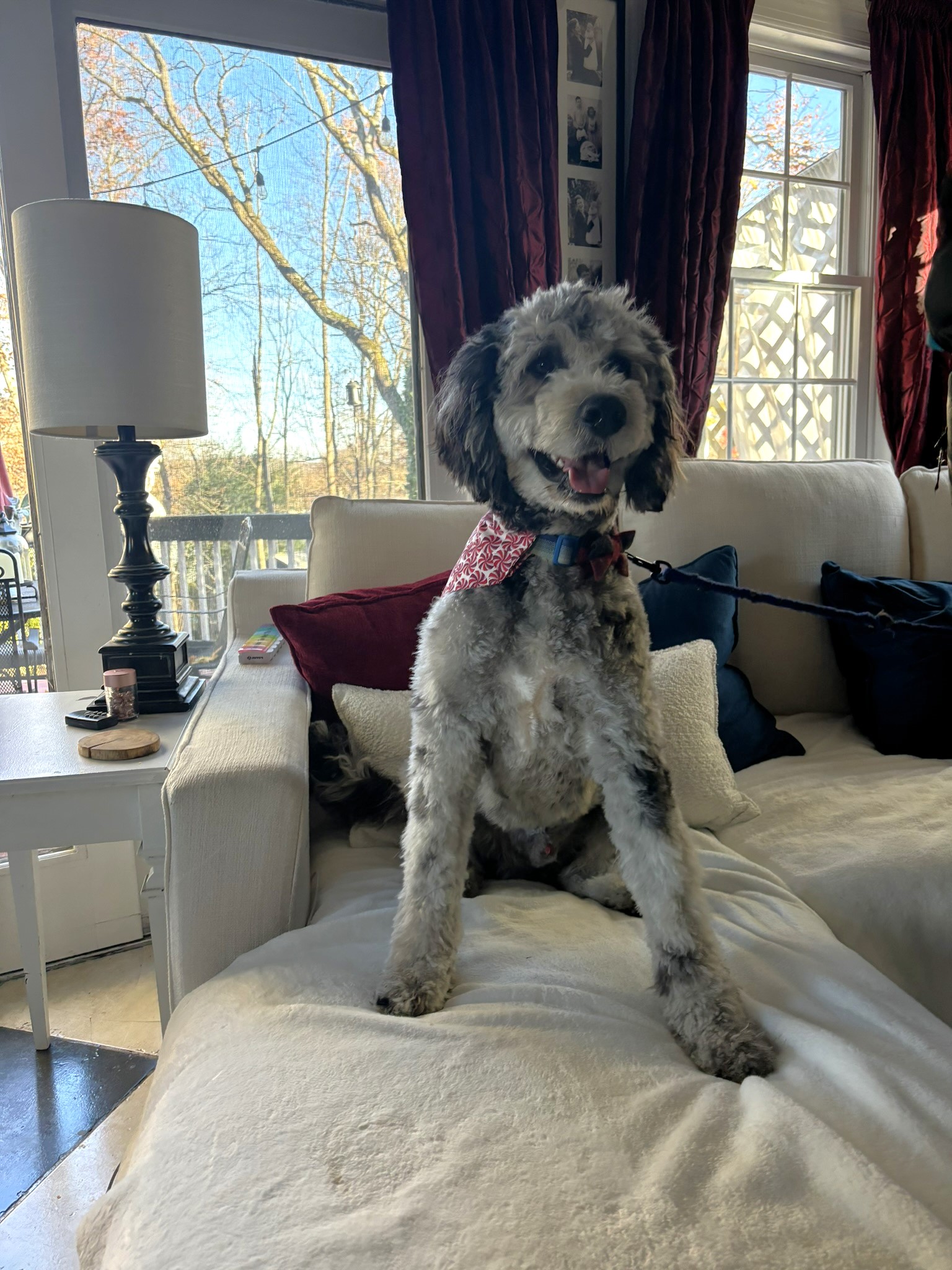 Fluffy Doodle mix smiling on a couch after grooming