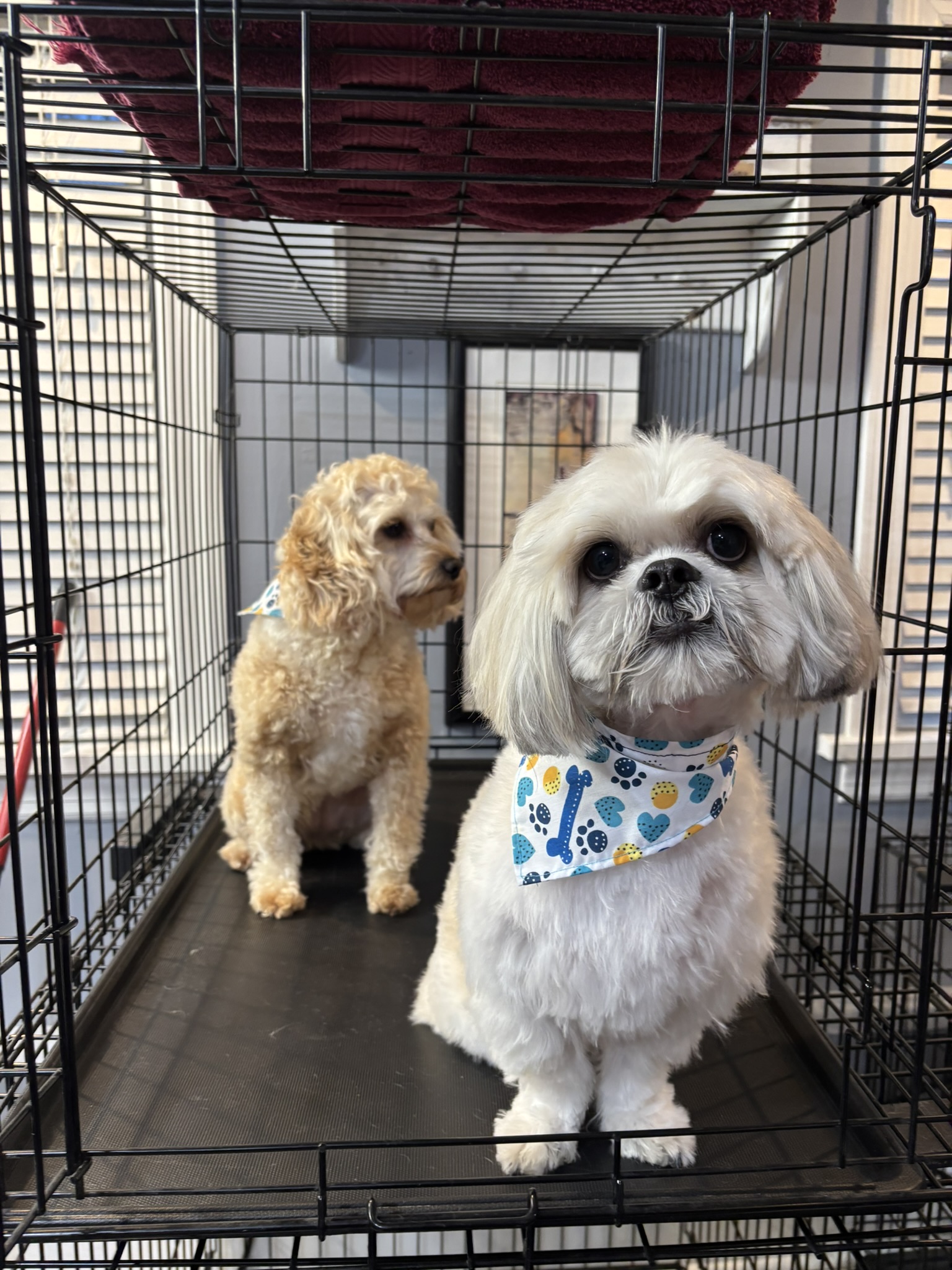 Two cute small dogs with bandanas sitting in a clean crate
