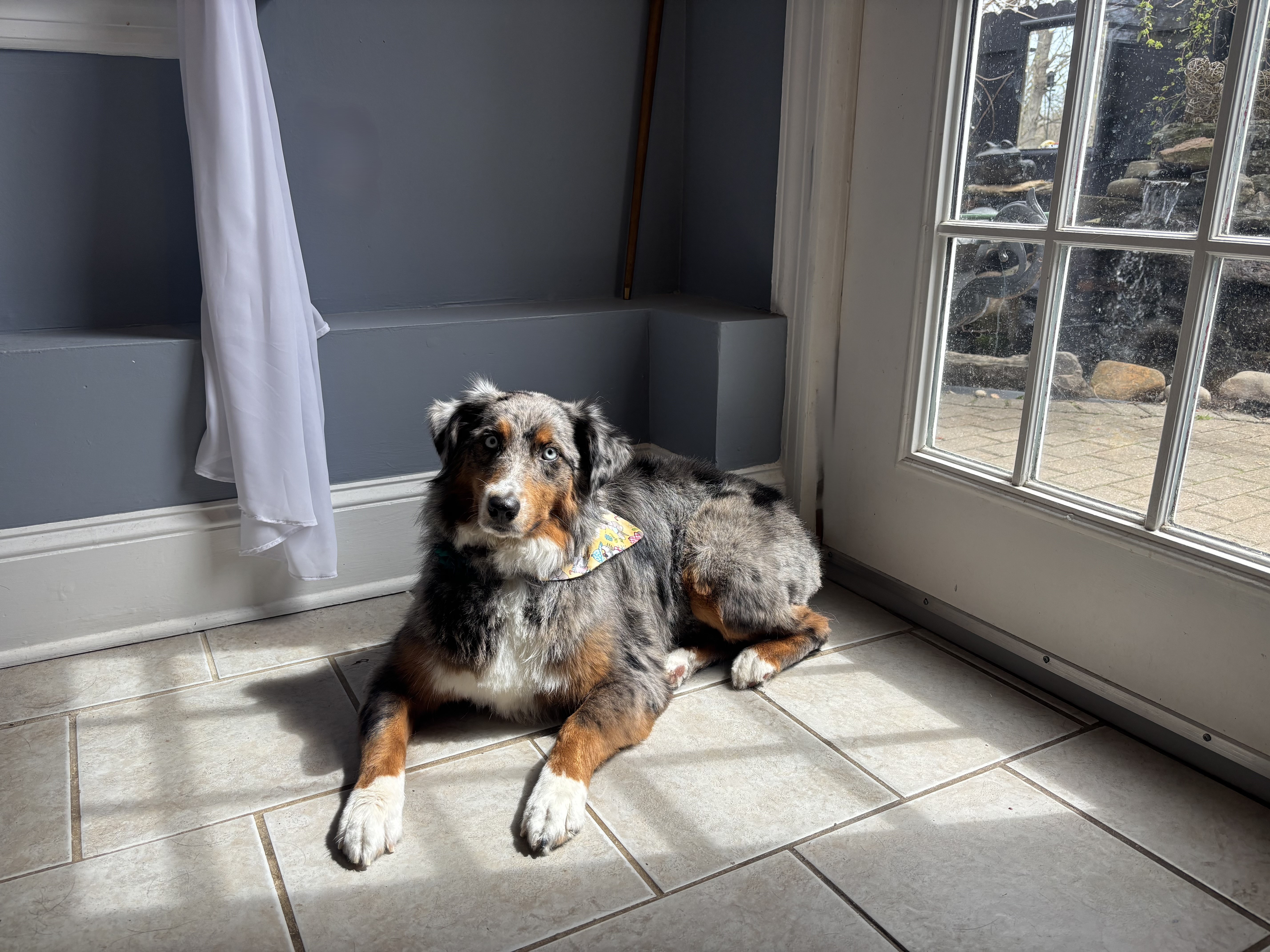 Australian Shepherd relaxed and wearing a colorful bandana