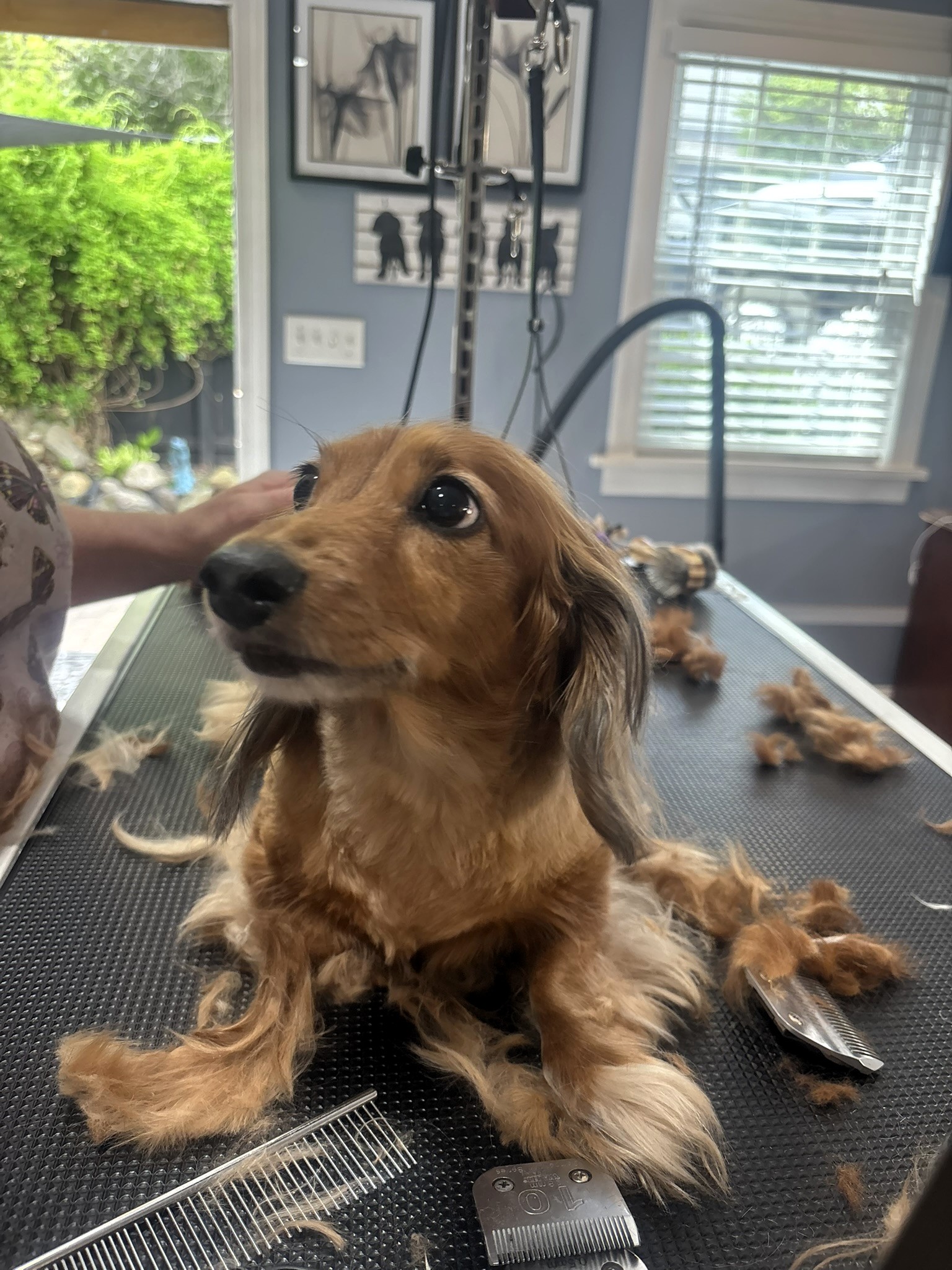 Adorable Dachshund on the grooming table at Ketsie's