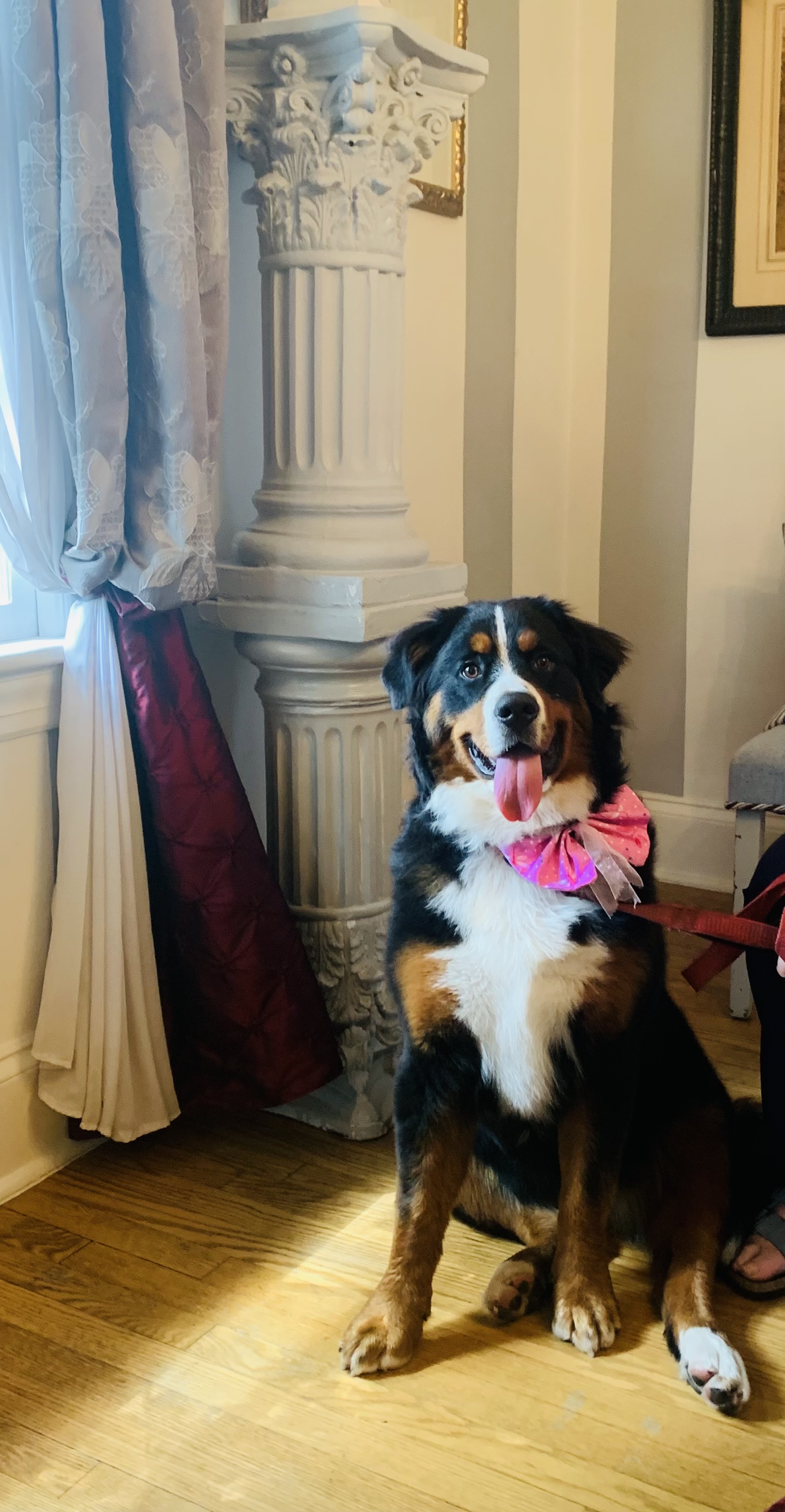 Bernese Mountain Dog looking happy with a bright pink bow